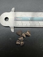 Portugese pijpbloem (Aristolochia baetica)