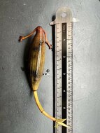 Oranje riviermangrove (Bruguiera sexangula)