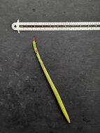 Steltenmangrove (Rhizophora apiculata)