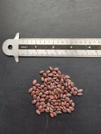 Judasboom (Cercis siliquastrum)