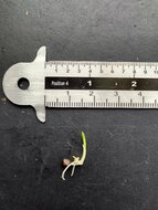 Rode gemberbloem (Etlingera coccinea)