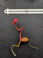 Baniti (Garcinia dulcis)