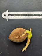 Palmvaren (Cycas scratchleyana)