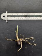 Tronokpalm (Iguanura wallichiana var. wallichiana)