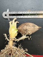 Palmvaren (Cycas edentata)