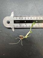 Moerastaro (Cyrtosperma hayii)