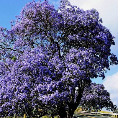 Ontoegankelijk Ga terug Scheiden Jacaranda mimosifolia - Blauwe jacaranda - 10 zaden - Onszaden