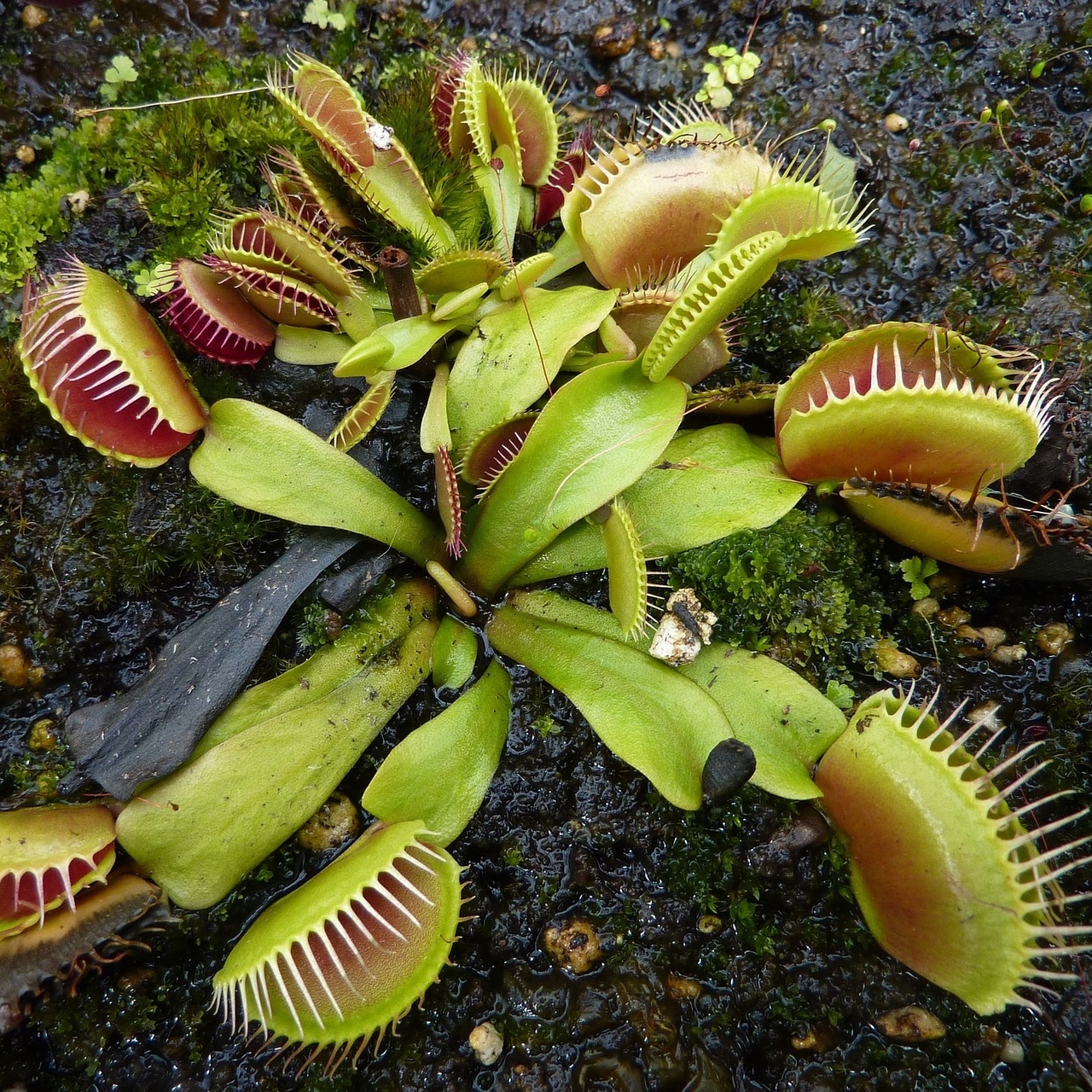Dionaea muscipula - Venus Vliegenval 10 zaden Onszaden