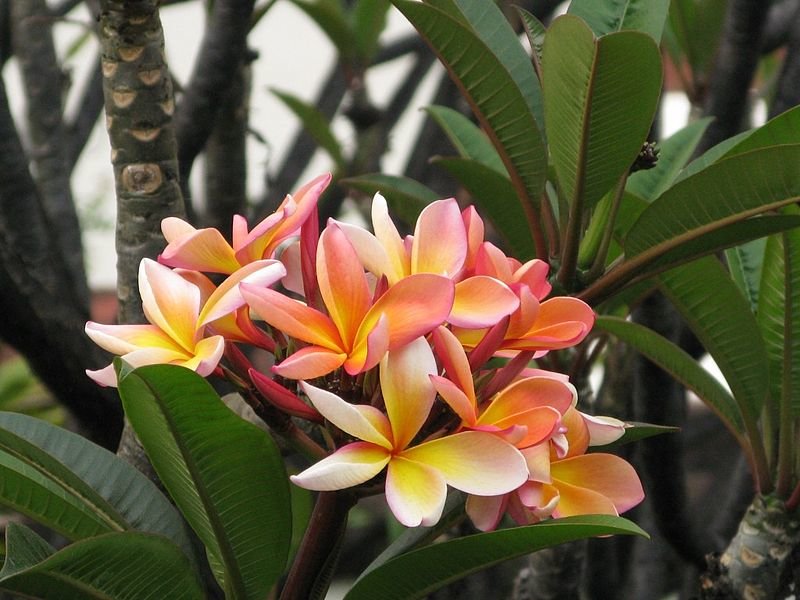 Uitstekend Voorschrijven Plunderen Bijzondere bloemen van kamerplanten - Onszaden