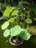 Indische lotus (Nelumbo nucifera)_