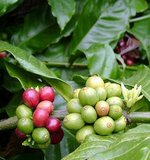 Robusta koffie (Coffea canephora)_