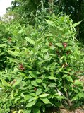 Specerijstruik (Calycanthus floridus)_
