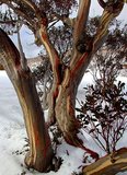Sneeuweucalyptus (Eucalyptus pauciflora ssp. pauciflora)_