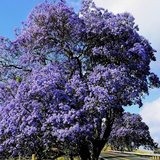 Blauwe jacaranda (Jacaranda mimosifolia)_