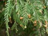 Kustmammoetboom (Sequoia sempervirens)_