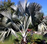 Bismarck palm (Bismarckia nobilis)_