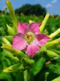 Tabaksplant (Nicotiana tabacum)_