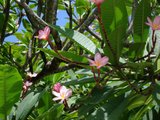 Frangipani (Plumeria rubra)_