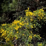 Mudgee acacia (Acacia spectabilis)_