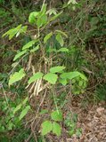 Driebladige chocoladerank (Akebia trifoliata)_