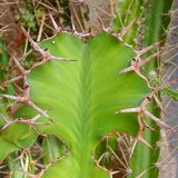 Koeienhoorn Euphorbia (Euphorbia grandicornis)_