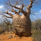 Fony baobab (Adansonia rubrostipa)_