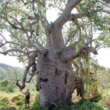 Australische baobab (Adansonia gregorii)_