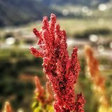 Quinoa (Chenopodium quinoa)_