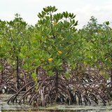 Rode mangrove (Rhizophora mangle)_
