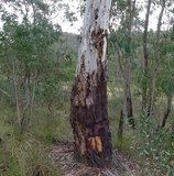 Kaarsschors-eucalyptus (Eucalyptus rubida)_