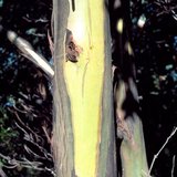 Gele Tasmaanse eucalyptus (Eucalyptus johnstonii)_