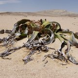 Kanniedoodplant (Welwitschia mirabilis)_