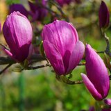 Paarse magnolia (Magnolia liliiflora)_
