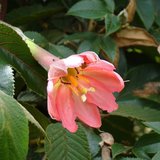 Bananadilla (Passiflora mollissima)_