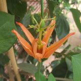Australische passiebloem (Passiflora aurantia)_
