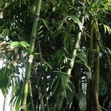 Boeddha's buik bamboe (Bambusa ventricosa)_