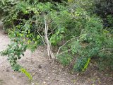 Kanariestruik (Crotalaria agatiflora)_