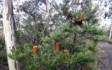 Haarspeld-Banksia (Banksia spinulosa)_