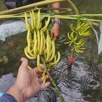 Hutanbanaan (Musa lawitiensis)