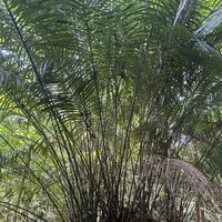 Bertam-palm (Eugeissona tristis)