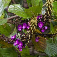 Zeeportemonnee (Dioclea reflexa)