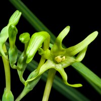 Groene freesia (Freesia viridis ssp. viridis)