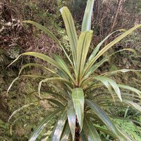 Bergkoolpalm (Cordyline indivisa)