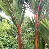 Lippenstiftpalm (Cyrtostachys renda)