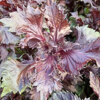 Rode shiso (Perilla frutescens var. crispa f. purpurea)