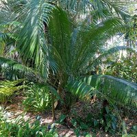 Palmvaren (Cycas edentata)