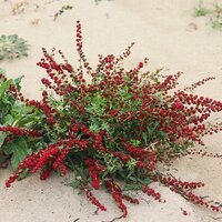 Aardbeispinazie (Blitum virgatum)