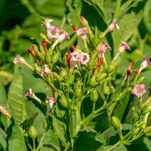 Tabaksplant (Nicotiana tabacum)