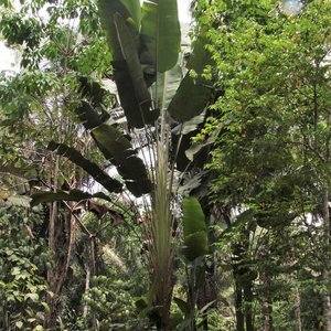 Zuid-Amerikaanse reizigersboom (Phenakospermum guyannense)