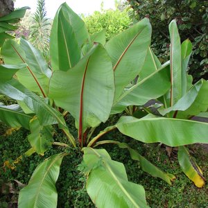 Ethiopische banaan (Ensete ventricosum)